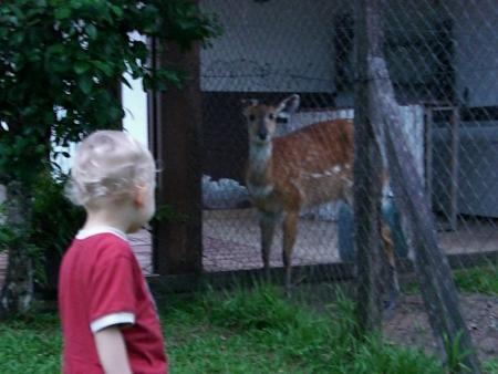 J'ai trouvé Bambi